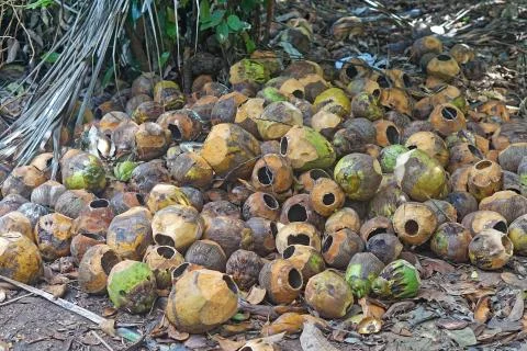 Empty coconut shells Stock Photos
