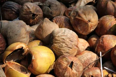 Empty Coconut shells - Vietnam series027 스톡 사진