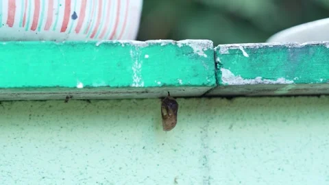 Empty Cocoon Stuck to Bottom of Cement Structure Moving in the Wind Stock Footage 332275075