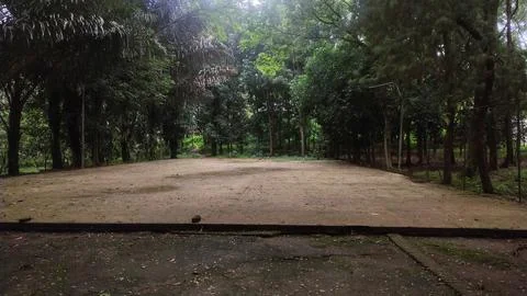 Empty Concrete Path Surrounded by Lush Green Forest Foto stock