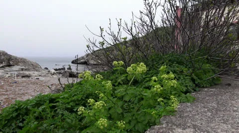 Empty coostline Video stock 22752733