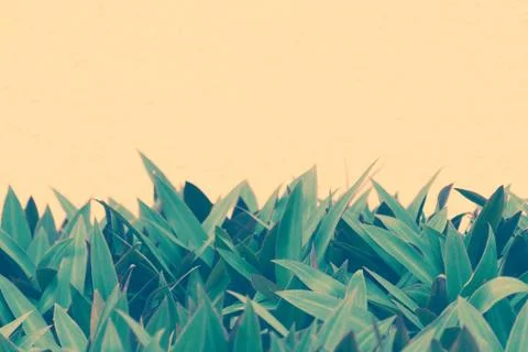 Empty copy space for text - green leaves pattern on peach color wall background. Stock Photos