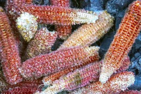 Empty corn cob without kernels corns Stock Photos