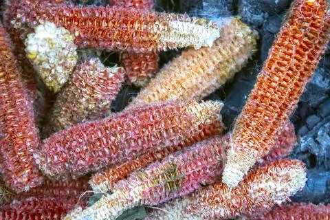 Empty corn cob without kernels corns Stock Photos