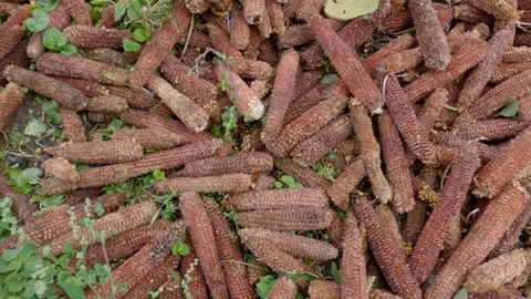 Empty corn cobs after kernels removing o... | Stock Video | Pond5