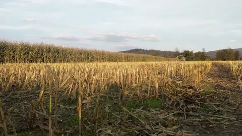 Empty corn field after harvest. Corn harvester working in the field. Stock Footage 141615100