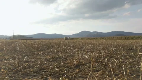 Empty corn field during corn harvest with tractors in the background. Stock Footage 141624467