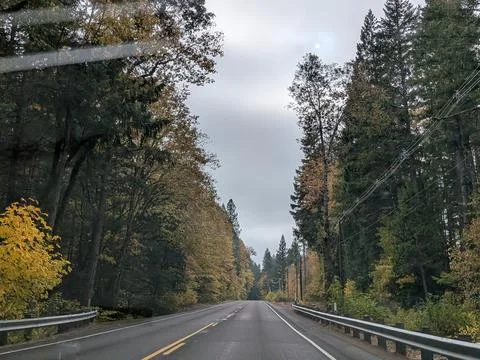 Empty country road lined with towering trees in peak Stock Photos