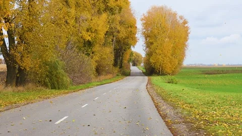 Empty Country Road Lined with Yellow Autumn Trees and Falling Leaves Stock Footage 346137629