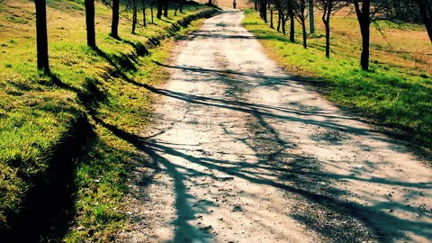 Empty country side road passing trough plums. Video stock 152951691