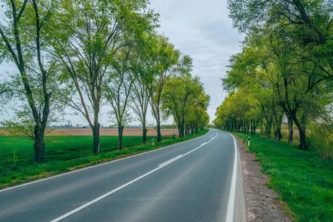 Empty countryside road lined with green trees, strong perspective and symme.. Stock Photos