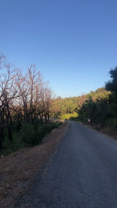 Empty Countryside Road Surrounded by Trees Under Clear Blue Sky Video stock 329069763