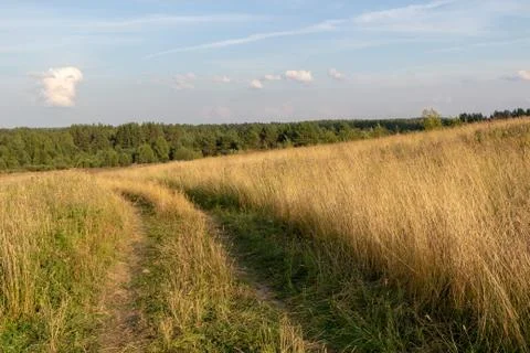 Empty countryside road through fields with wheat Foto stock