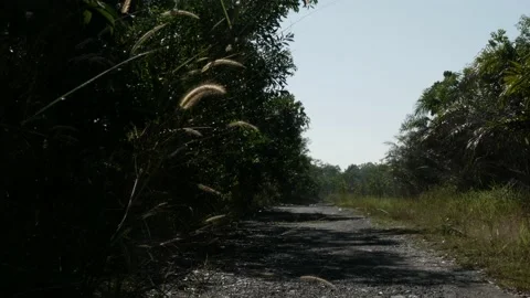 Empty countryside road through the tropical rainforest Stock Footage 157805235
