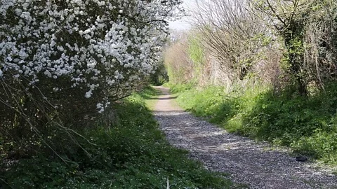 Empty countryside walking track trough green grass and blooming trees. Video stock 74868498