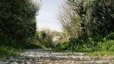 Empty countryside walking track trough green grass and blooming trees Video stock 75211287