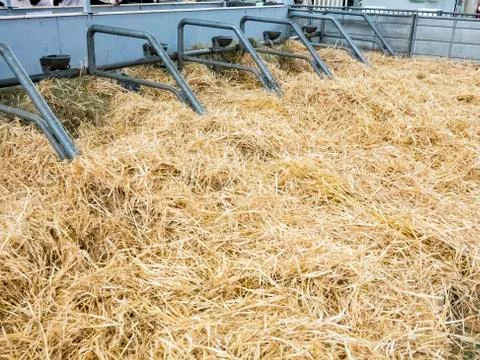 Empty cow stable stall block with fresh straw but no more animals. Agricultur Stock Photos