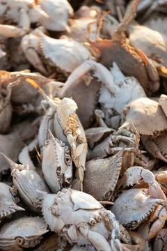 Empty crab shells making piles by Vistonida lake in Rodopi, Greece Stock Photos