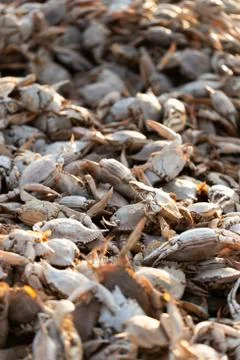 Empty crab shells making piles by Vistonida lake in Rodopi, Greece Stock Photos