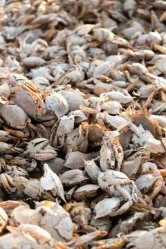 Empty crab shells making piles by Vistonida lake in Rodopi, Greece Stock Photos