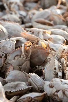 Empty crab shells making piles by Vistonida lake in Rodopi, Greece Foto stock