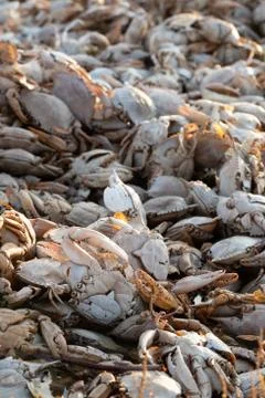 Empty crab shells making piles by Vistonida lake in Rodopi, Greece Stockfoto's