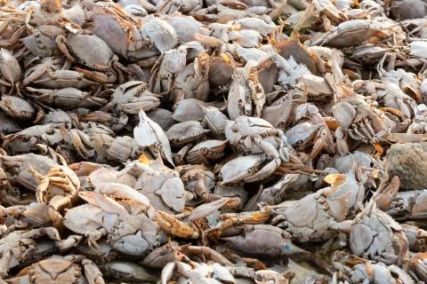 Empty crab shells making piles by Vistonida lake in Rodopi, Greece Stock Photos