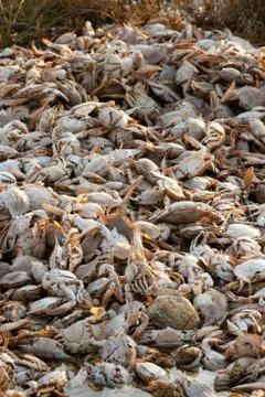 Empty crab shells making piles by Vistonida lake in Rodopi, Greece Stock Photos