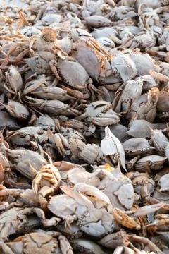 Empty crab shells making piles by Vistonida lake in Rodopi, Greece Stock Photos
