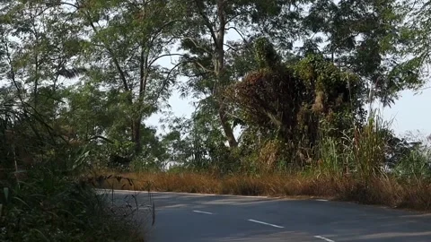 Empty Curved Road Passing Through Lush Green Forest Stock Footage 328825091