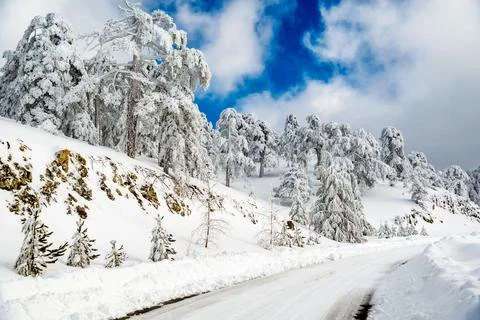 Empty curved road passing through the snowy pine forest. Troodos mountains Stock Photos