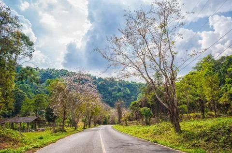 Empty curved road with tree Stock Photos