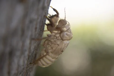 Empty cyccal of chrysalis after summer metamorphosis Stock Photos