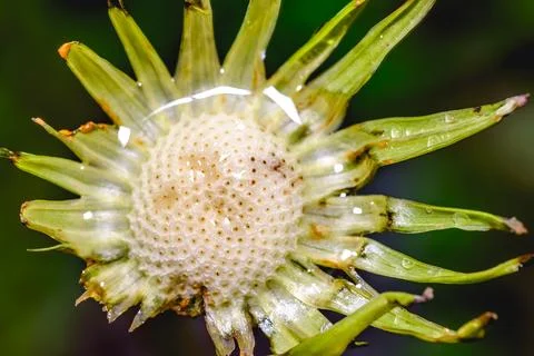 Empty Dandelion Seed Head with Raindrops Macro Close Up Nature Stock Photos
