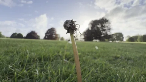 Empty dandelion stalk blowing in wind detail Vídeos de archivo 335541247