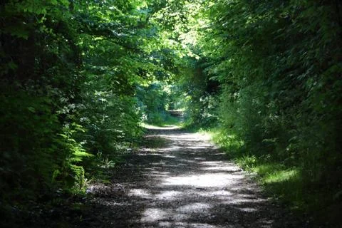 Empty Danish Forest Path in Summer Afternoon Stock Photos
