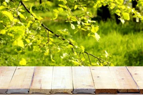 Empty deck of boards under branches with fresh leaves. natural spring backg.. Stock-Fotos