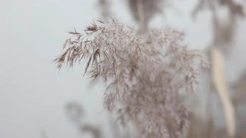 Empty decor space with chairs and dry grass and flowers in a retro style Stock Footage 147094337