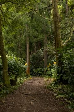 Empty dirt path in the green forest. Furnas, Sao Miguel island in Azores Stock Photos