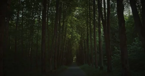 Empty Dirt Path Leading Through Dark Green Spring Tree Alley. Peaceful Paved Stock Footage 333498608