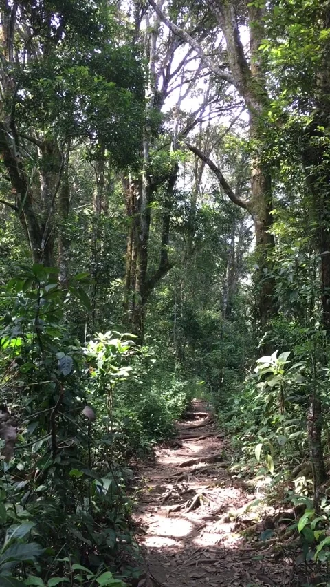 Empty Dirt Path in the Middle of a Dense Tropical Jungle Video stock 347141000