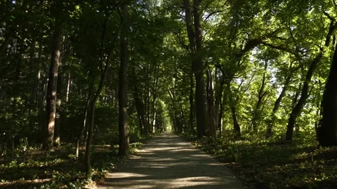 Empty dirt path pathway through green broadleaf forest park, tilting 库存影片 340173213