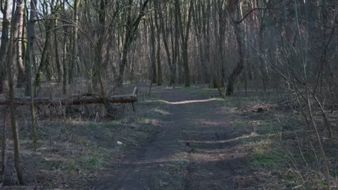 Empty Dirt Path Winding Through Bare Forest With Bright Dappled Light Stock Footage 331141781