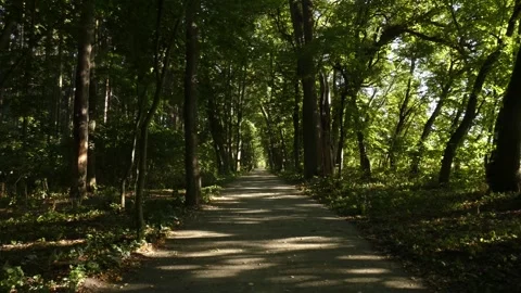 Empty dirt path winding through green deciduous forest Stock Footage 339889255