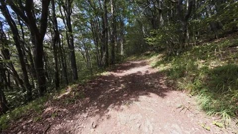 Empty Dirt Path Winding Through a Dense Green Forest on a Sunny Day 스톡 동영상 343842576