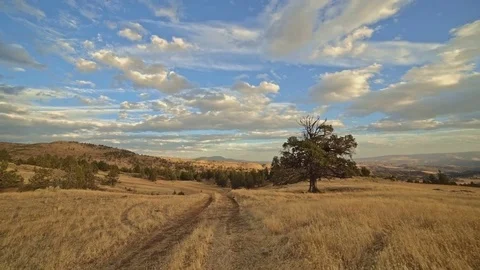 Empty dirt road in a desert field next to old growth western juniper tree Video stock 81662494
