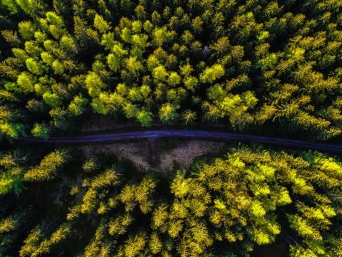 Empty dirt road in a forest at sunset Stock-Fotos