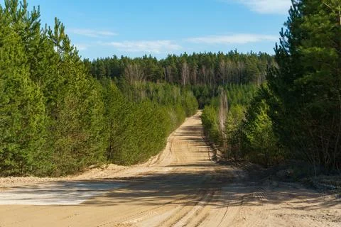 An empty dirt road running through the forest. Autumn countryside at sunset. Foto stock