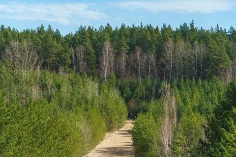 An empty dirt road running through the forest. Autumn countryside at sunset. Stock Photos
