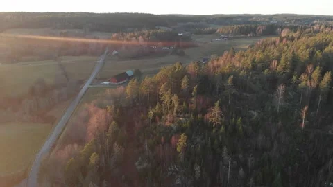 Empty Dirt Road surrounded by vast coniferous forest, Drone view Stock Footage 145539391